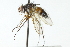  ( - CNC DIPTERA 104069)  @13 [ ] CreativeCommons - Attribution (2011) CNC/CBG Photography Group Centre for Biodiversity Genomics