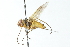  ( - CNC DIPTERA 104074)  @12 [ ] CreativeCommons - Attribution (2011) CNC/CBG Photography Group Centre for Biodiversity Genomics