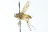  ( - CNC DIPTERA 104075)  @14 [ ] CreativeCommons - Attribution (2011) CNC/CBG Photography Group Centre for Biodiversity Genomics