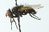  ( - CNC DIPTERA 104078)  @13 [ ] CreativeCommons - Attribution (2011) CNC/CBG Photography Group Centre for Biodiversity Genomics