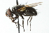  ( - CNC DIPTERA 104081)  @13 [ ] CreativeCommons - Attribution (2011) CNC/CBG Photography Group Centre for Biodiversity Genomics