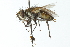  ( - CNC DIPTERA 104093)  @14 [ ] CreativeCommons - Attribution (2011) CNC/CBG Photography Group Centre for Biodiversity Genomics