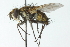  ( - CNC DIPTERA 104097)  @14 [ ] CreativeCommons - Attribution (2011) CNC/CBG Photography Group Centre for Biodiversity Genomics