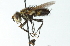  ( - CNC DIPTERA 104100)  @13 [ ] CreativeCommons - Attribution (2011) CNC/CBG Photography Group Centre for Biodiversity Genomics