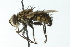  ( - CNC DIPTERA 104101)  @11 [ ] CreativeCommons - Attribution (2011) CNC/CBG Photography Group Centre for Biodiversity Genomics