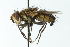  ( - CNC DIPTERA 104103)  @13 [ ] CreativeCommons - Attribution (2011) CNC/CBG Photography Group Centre for Biodiversity Genomics