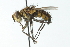  ( - CNC DIPTERA 104104)  @11 [ ] CreativeCommons - Attribution (2011) CNC/CBG Photography Group Centre for Biodiversity Genomics