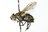  ( - CNC DIPTERA 104109)  @14 [ ] CreativeCommons - Attribution (2011) CNC/CBG Photography Group Centre for Biodiversity Genomics