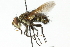  ( - CNC DIPTERA 104124)  @13 [ ] CreativeCommons - Attribution (2011) CNC/CBG Photography Group Centre for Biodiversity Genomics