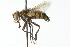  ( - CNC DIPTERA 104133)  @14 [ ] CreativeCommons - Attribution (2011) CNC/CBG Photography Group Centre for Biodiversity Genomics