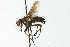  ( - CNC DIPTERA 104135)  @13 [ ] CreativeCommons - Attribution (2011) CNC/CBG Photography Group Centre for Biodiversity Genomics