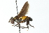  ( - CNC DIPTERA 104143)  @14 [ ] CreativeCommons - Attribution (2011) CNC/CBG Photography Group Centre for Biodiversity Genomics