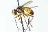  ( - CNC DIPTERA 104149)  @13 [ ] CreativeCommons - Attribution (2011) CNC/CBG Photography Group Centre for Biodiversity Genomics