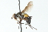  ( - CNC DIPTERA 104152)  @13 [ ] CreativeCommons - Attribution (2011) CNC/CBG Photography Group Centre for Biodiversity Genomics