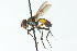  ( - CNC DIPTERA 104155)  @13 [ ] CreativeCommons - Attribution (2011) CNC/CBG Photography Group Centre for Biodiversity Genomics