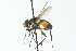  ( - CNC DIPTERA 104156)  @11 [ ] CreativeCommons - Attribution (2011) CNC/CBG Photography Group Centre for Biodiversity Genomics