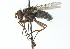  ( - CNC DIPTERA 104158)  @14 [ ] CreativeCommons - Attribution (2011) CNC/CBG Photography Group Centre for Biodiversity Genomics