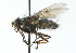  ( - CNC DIPTERA 104161)  @11 [ ] CreativeCommons - Attribution (2011) CNC/CBG Photography Group Centre for Biodiversity Genomics