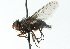  ( - CNC DIPTERA 104162)  @13 [ ] CreativeCommons - Attribution (2011) CNC/CBG Photography Group Centre for Biodiversity Genomics