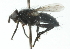  ( - CNC DIPTERA 104178)  @12 [ ] CreativeCommons - Attribution (2011) CNC/CBG Photography Group Centre for Biodiversity Genomics