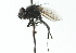  ( - CNC DIPTERA 104179)  @11 [ ] CreativeCommons - Attribution (2011) CNC/CBG Photography Group Centre for Biodiversity Genomics