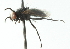  ( - CNC DIPTERA 104181)  @12 [ ] CreativeCommons - Attribution (2011) CNC/CBG Photography Group Centre for Biodiversity Genomics