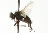  ( - CNC DIPTERA 104204)  @11 [ ] CreativeCommons - Attribution (2011) CNC/CBG Photography Group Centre for Biodiversity Genomics