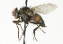  (Zaira nocturnalis - CNC DIPTERA 104211)  @13 [ ] CreativeCommons - Attribution (2011) CNC/CBG Photography Group Centre for Biodiversity Genomics