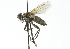  ( - CNC DIPTERA 104233)  @11 [ ] CreativeCommons - Attribution (2011) CNC/CBG Photography Group Centre for Biodiversity Genomics