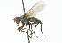  ( - CNC DIPTERA 104234)  @11 [ ] CreativeCommons - Attribution (2011) CNC/CBG Photography Group Centre for Biodiversity Genomics