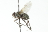  (Zaira sp. 3 - CNC DIPTERA 104237)  @13 [ ] CreativeCommons - Attribution (2011) CNC/CBG Photography Group Centre for Biodiversity Genomics