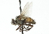  ( - CNC DIPTERA 104241)  @11 [ ] CreativeCommons - Attribution (2011) CNC/CBG Photography Group Centre for Biodiversity Genomics