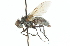  ( - CNC DIPTERA 104258)  @11 [ ] CreativeCommons - Attribution (2011) CNC/CBG Photography Group Centre for Biodiversity Genomics