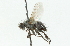  ( - CNC DIPTERA 104343)  @13 [ ] CreativeCommons - Attribution (2011) CNC/CBG Photography Group Centre for Biodiversity Genomics