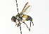  ( - CNC DIPTERA 104347)  @13 [ ] CreativeCommons - Attribution (2011) CNC/CBG Photography Group Centre for Biodiversity Genomics