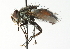  ( - CNC DIPTERA 104353)  @14 [ ] CreativeCommons - Attribution (2011) CNC/CBG Photography Group Centre for Biodiversity Genomics