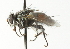  ( - CNC DIPTERA 104354)  @14 [ ] CreativeCommons - Attribution (2011) CNC/CBG Photography Group Centre for Biodiversity Genomics