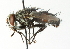  ( - CNC DIPTERA 104355)  @14 [ ] CreativeCommons - Attribution (2011) CNC/CBG Photography Group Centre for Biodiversity Genomics