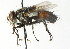  ( - CNC DIPTERA 104356)  @11 [ ] CreativeCommons - Attribution (2011) CNC/CBG Photography Group Centre for Biodiversity Genomics