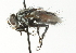  (Masiphya sp. 1 - CNC DIPTERA 104357)  @14 [ ] CreativeCommons - Attribution (2011) CNC/CBG Photography Group Centre for Biodiversity Genomics