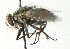  (Masiphya sp. 3 - CNC DIPTERA 104360)  @14 [ ] CreativeCommons - Attribution (2011) CNC/CBG Photography Group Centre for Biodiversity Genomics