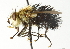  ( - CNC DIPTERA 104382)  @11 [ ] CreativeCommons - Attribution (2011) CNC/CBG Photography Group Centre for Biodiversity Genomics