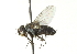  ( - CNC DIPTERA 104408)  @12 [ ] CreativeCommons - Attribution (2011) CNC/CBG Photography Group Centre for Biodiversity Genomics