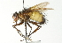  ( - CNC DIPTERA 104419)  @13 [ ] CreativeCommons - Attribution (2011) CNC/CBG Photography Group Centre for Biodiversity Genomics