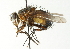  (Eudexia sp. 1 - CNC DIPTERA 104420)  @15 [ ] CreativeCommons - Attribution (2011) CNC/CBG Photography Group Centre for Biodiversity Genomics