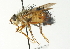  ( - CNC DIPTERA 104423)  @11 [ ] CreativeCommons - Attribution (2011) CNC/CBG Photography Group Centre for Biodiversity Genomics