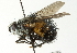  ( - CNC DIPTERA 104426)  @14 [ ] CreativeCommons - Attribution (2011) CNC/CBG Photography Group Centre for Biodiversity Genomics