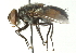  ( - CNC DIPTERA 104438)  @13 [ ] CreativeCommons - Attribution (2011) CNC/CBG Photography Group Centre for Biodiversity Genomics