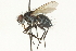  (Oswaldia conica - CNC DIPTERA 104564)  @13 [ ] CreativeCommons - Attribution (2011) CNC/CBG Photography Group Centre for Biodiversity Genomics