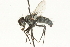  (Oswaldia minor - CNC DIPTERA 104566)  @14 [ ] CreativeCommons - Attribution (2011) CNC/CBG Photography Group Centre for Biodiversity Genomics